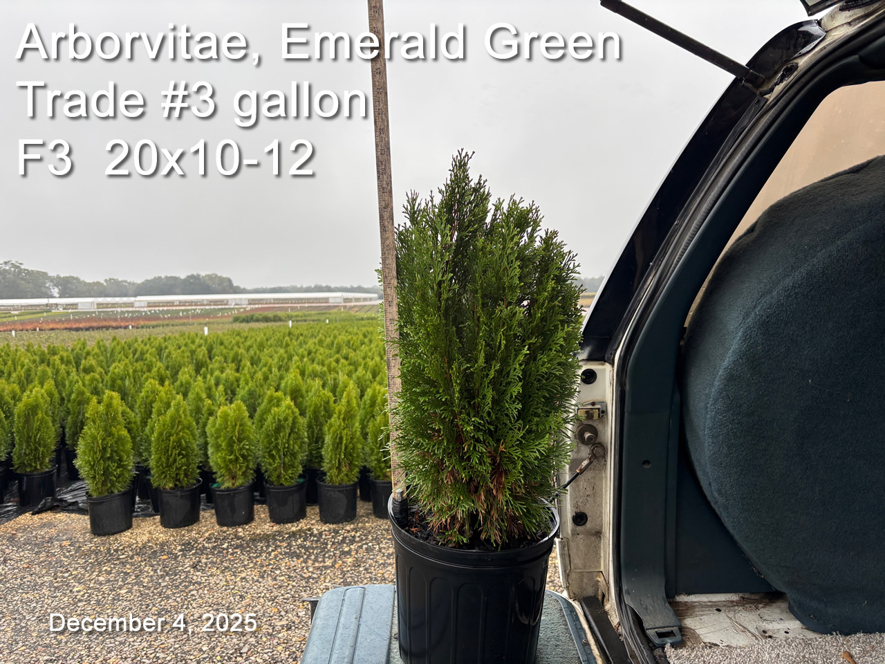 gallery/aveg3t f3 dec4.jpg